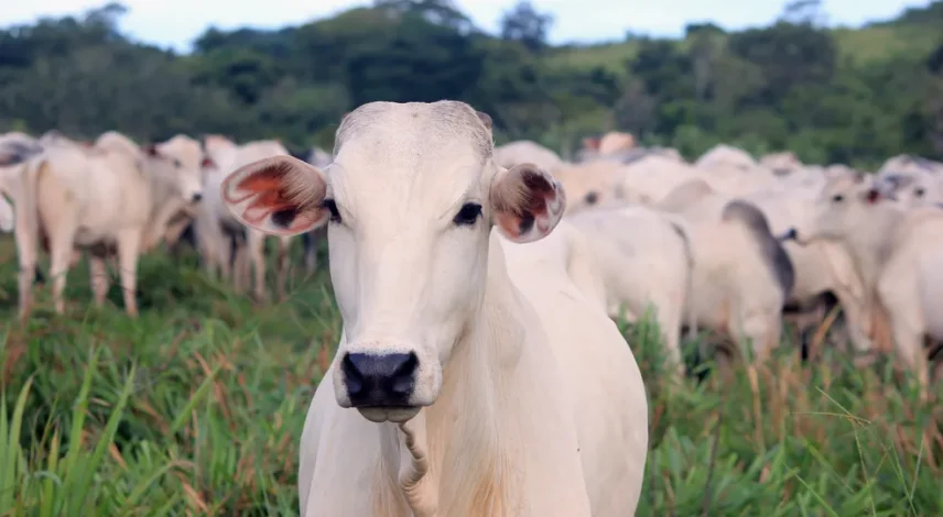 Supermarkets 'must slash methane'