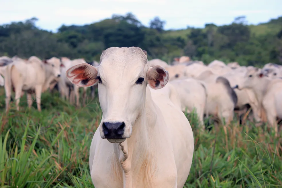  Cows in a farm (Juliana Amorim/Unsplash/Divulgação)