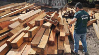 Operação no AM apreende madeira ilegal e multa passa de R$ 290 mil