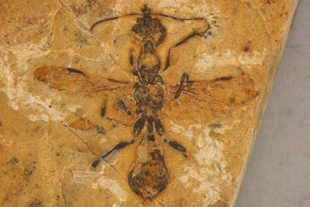 Fóssil revela formiga mais antiga do mundo no Nordeste brasileiro