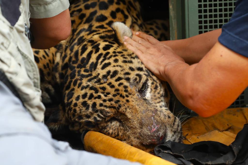 Ataques de onças a humanos são raros; saiba como se proteger