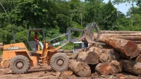 Estudo revela venda ilegal de madeira do Pará para EUA e Europa