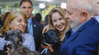 Governo lança programa para controle populacional de cães e gatos