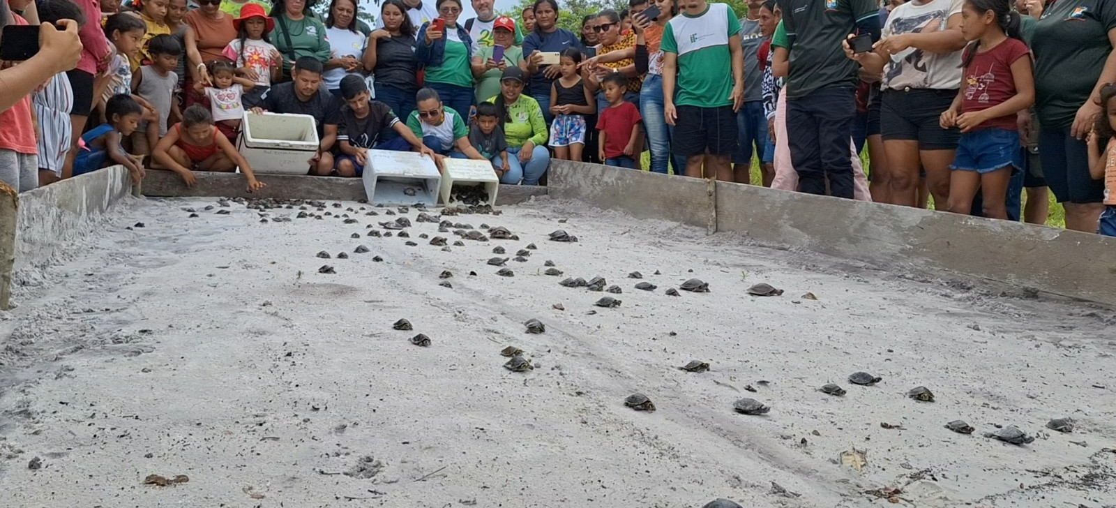 Mais de 300 quelônios são soltos em ação do Ipaam no interior do Amazonas