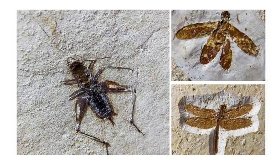 Fósseis de insetos raros são recuperados antes de deixarem o País