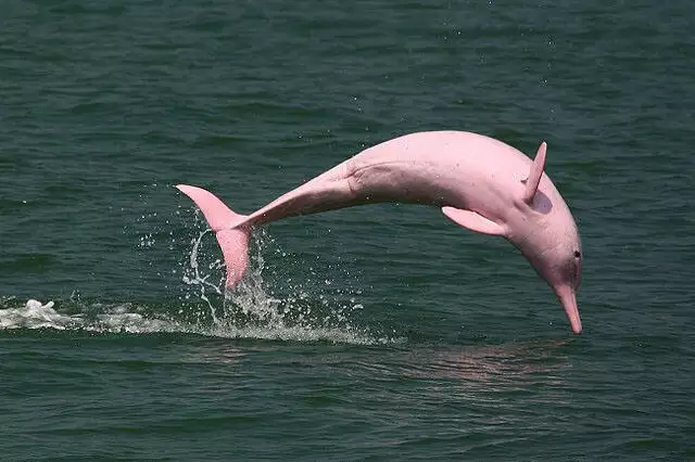 Legend of the Pink River Dolphin: the lie that hides predators in the Amazonian countryside