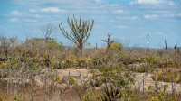 Caatinga é essencial para a preservação climática do Brasil