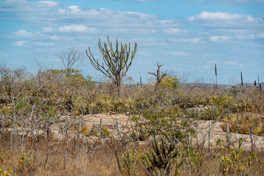 Caatinga é essencial para a preservação climática do Brasil