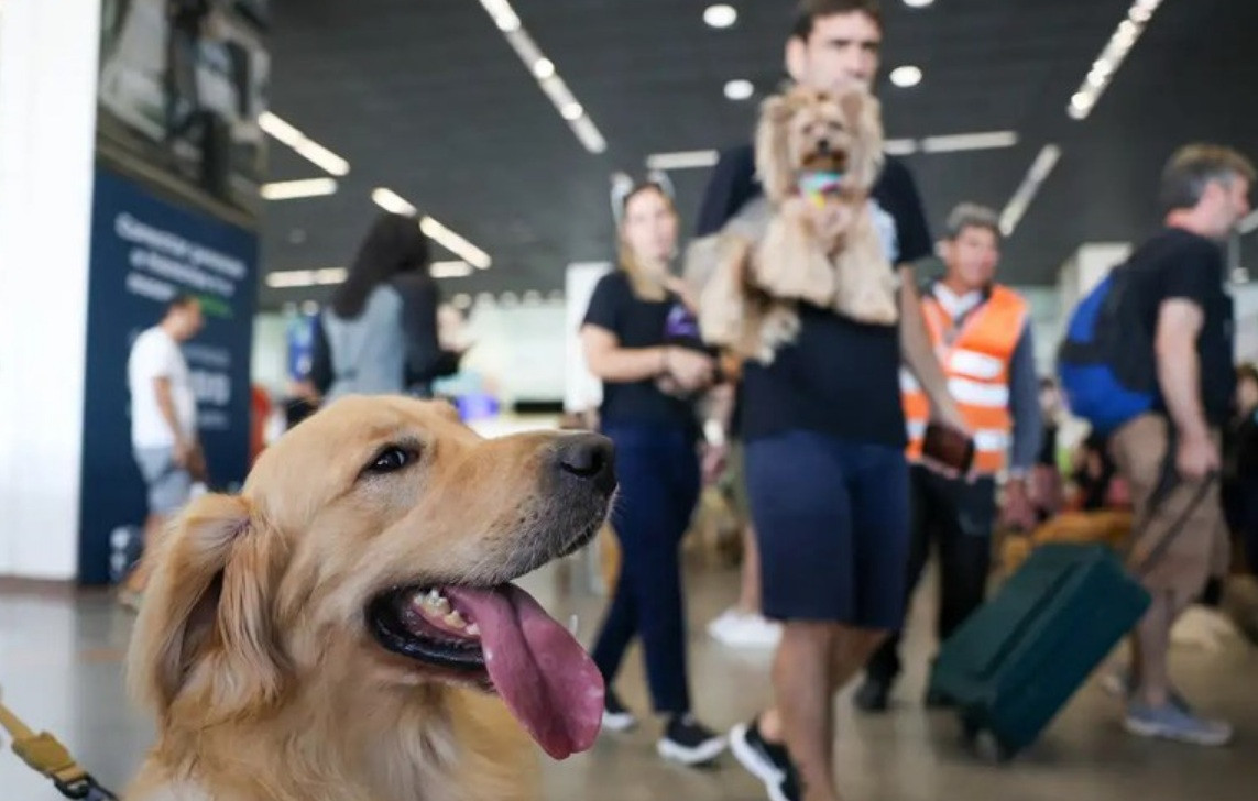 Comissão aprova novas regras para transporte aéreo de cães e gatos