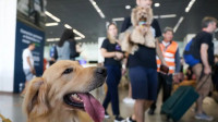 Comissão aprova novas regras para transporte aéreo de cães e gatos