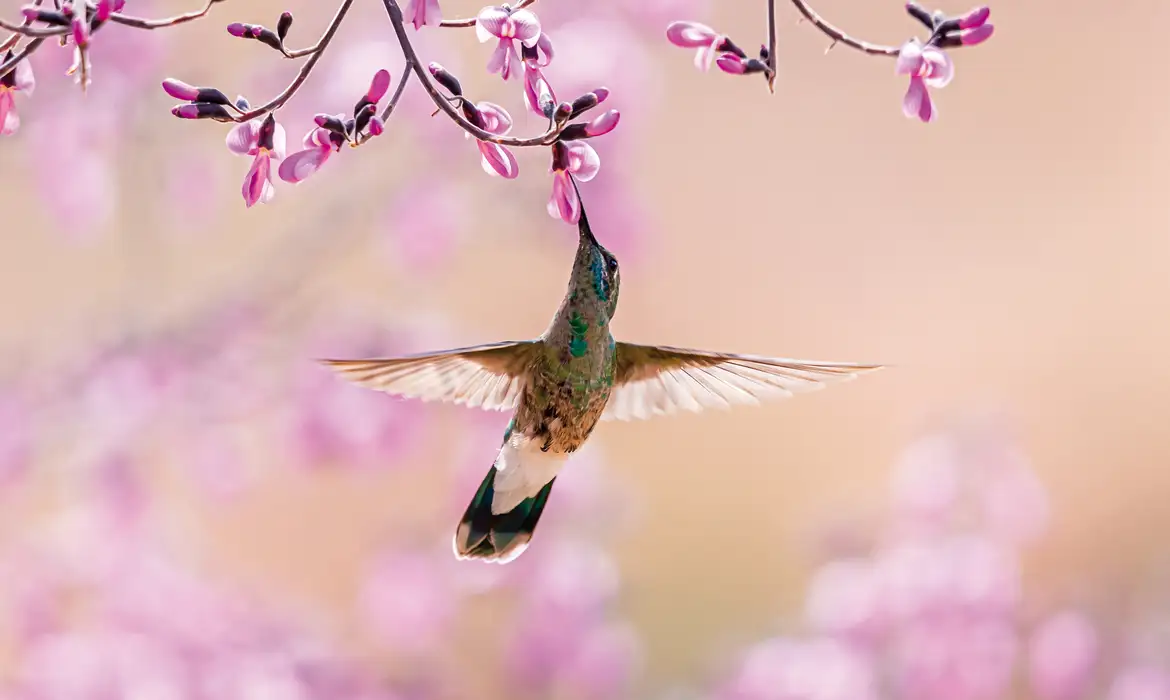 Desmatamento e mudança climática ameaçam ‘dança’ do beija-flor no Cerrado