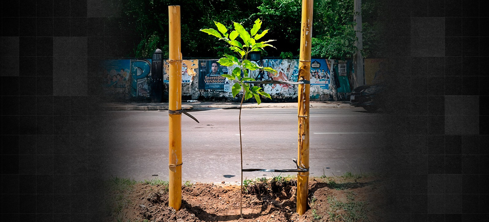 Acre e Amazonas têm menor arborização urbana do País, diz IBGE