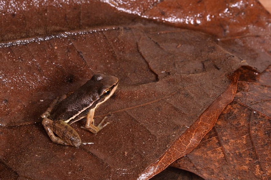 Mudanças climáticas são responsáveis por declínios e extinções de anfíbios no Brasil