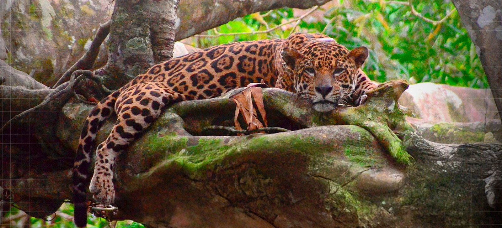Áreas protegidas e terras indígenas abrigam 6,3 mil onças na Amazônia