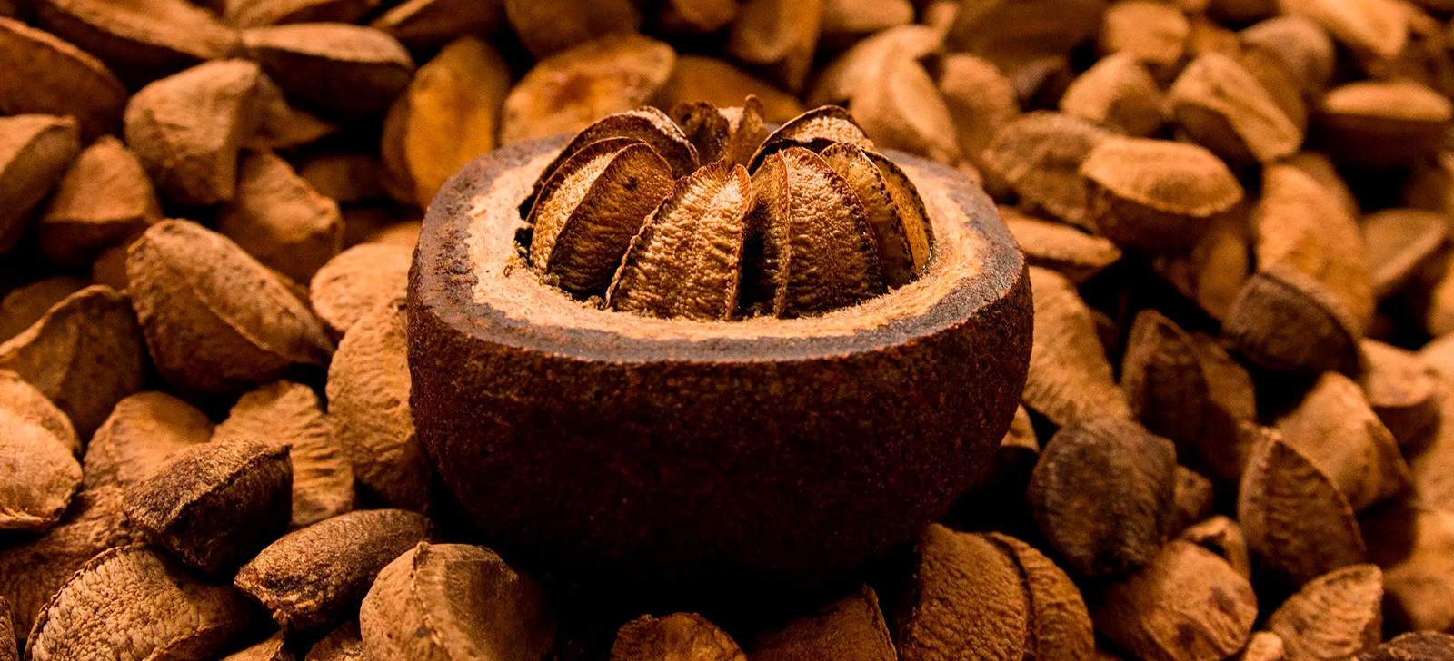 Após polêmica da castanha, cidade no Acre se torna capital do fruto