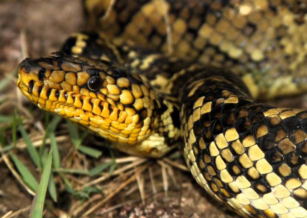 Jiboia rara é salva com ajuda de estudantes no interior de São Paulo
