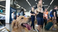 Aéreas podem negar embarque de pet de suporte emocional, decide STJ