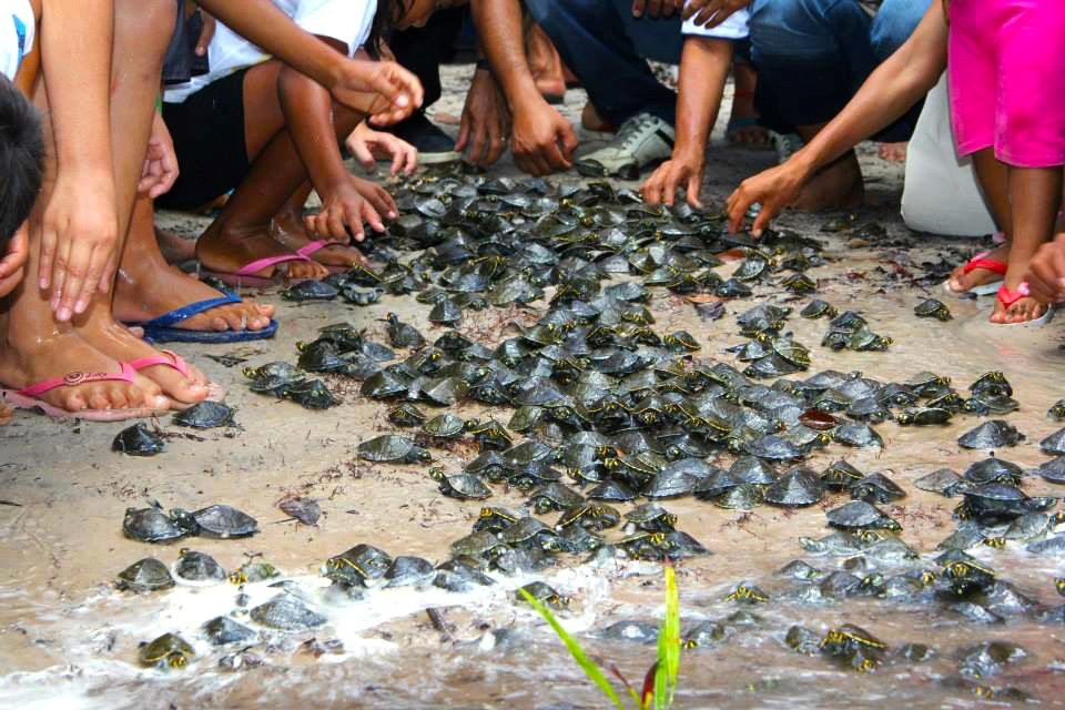 Ipaam autoriza comercialização de quelônios em Carauari, interior do AM