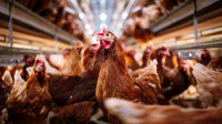 China suspende compra de frango do Brasil por gripe aviária