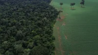 Florestas tropicais perdem área recorde de vegetação nativa