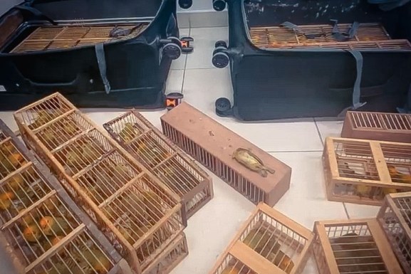 PF prende homem que transportava quase 300 canários em Roraima