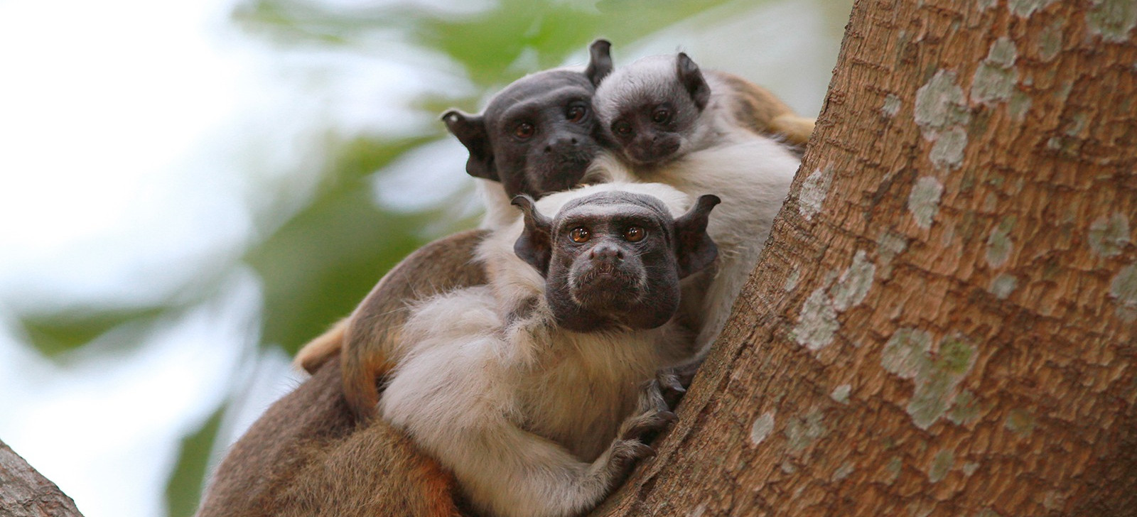 Sauim-de-coleira integra lista de 25 primatas mais ameaçados do mundo
