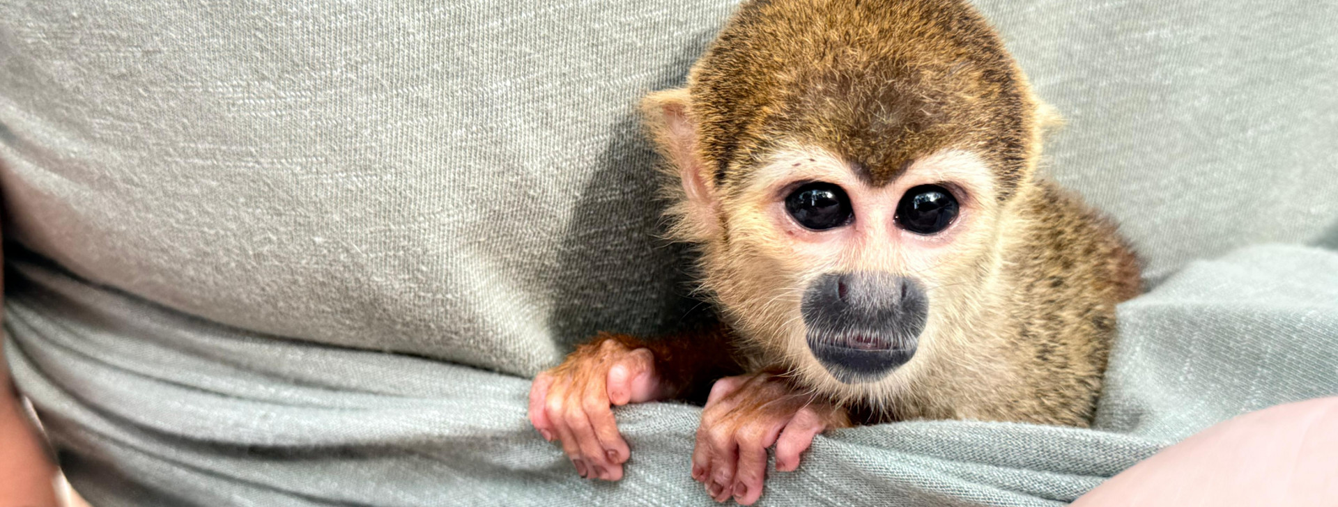 Animais silvestres usados para fotos turísticas no AM são resgatados