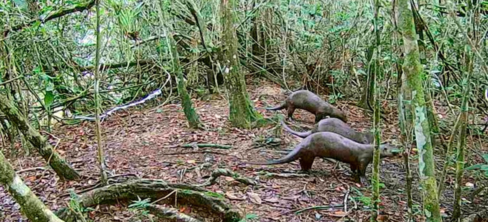 Filhotes de ariranha são flagrados em Usina de Belo Monte após 13 anos