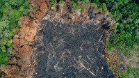 Desmatamento recua no Brasil, mas avança no Acre e Roraima