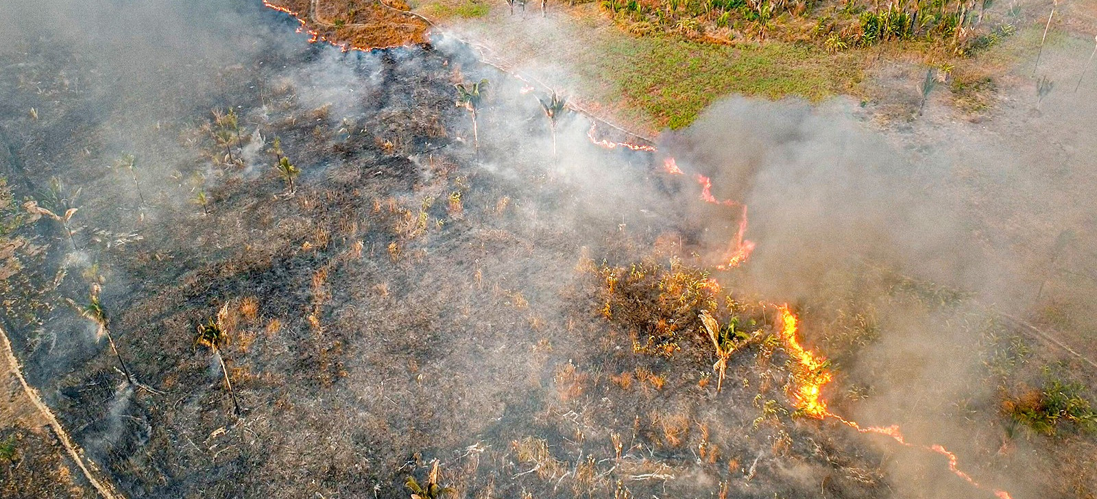 Três municípios do Amazonas aparecem entre dez mais desmatados no País