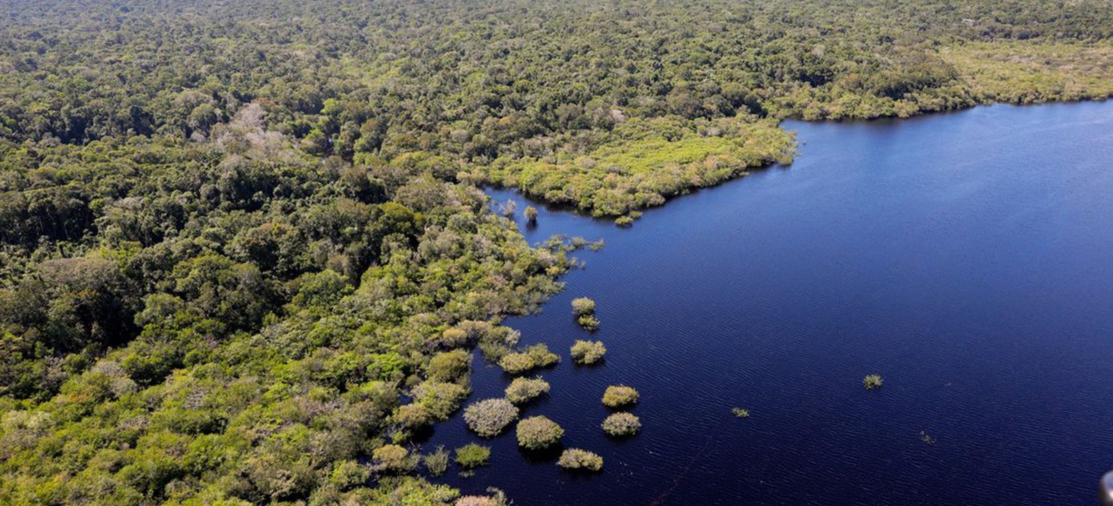 Ministério leiloa concessão de Floresta do Jatuarana, no Amazonas