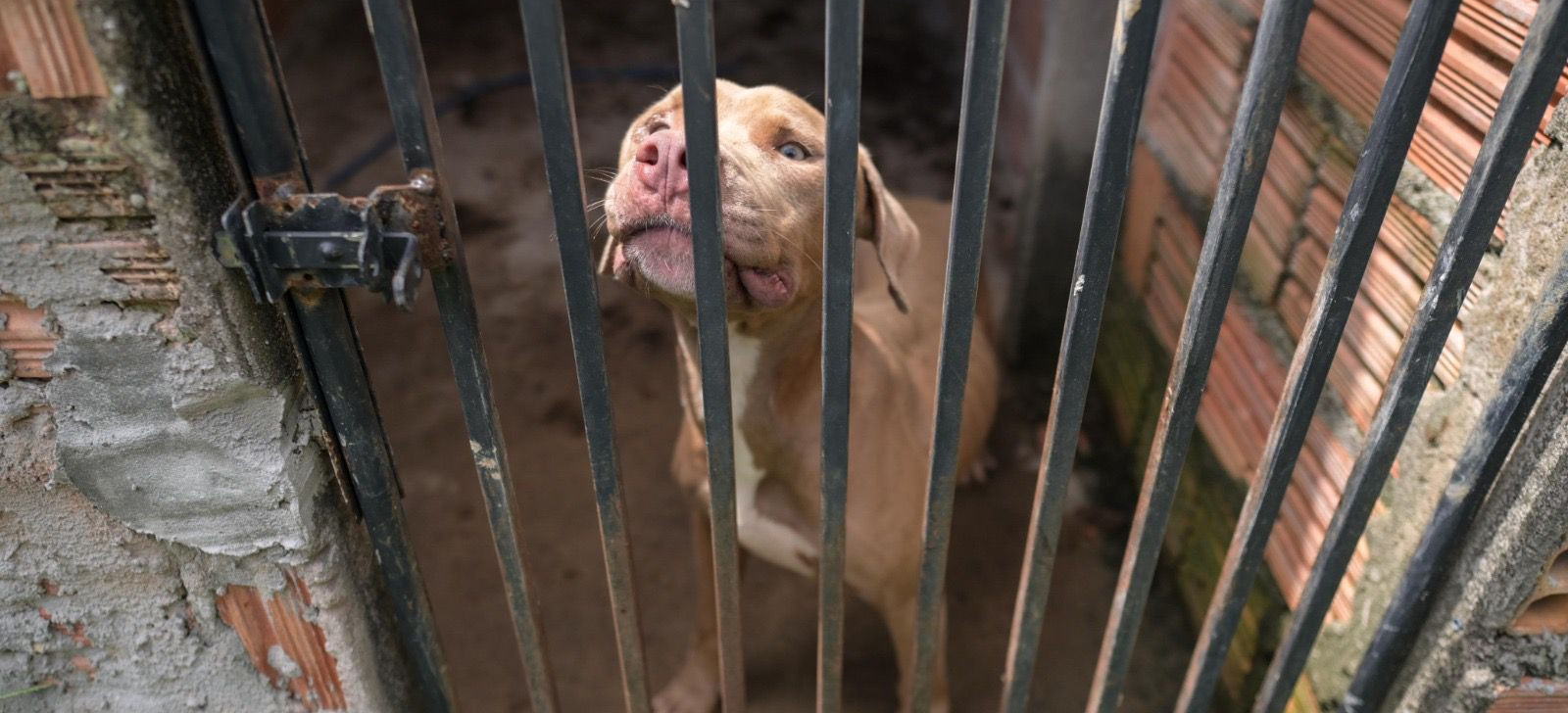 Polícia fecha canil ilegal e resgata cães da raça pit monster em Manaus