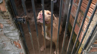 Polícia fecha canil ilegal e resgata cães da raça pit monster em Manaus