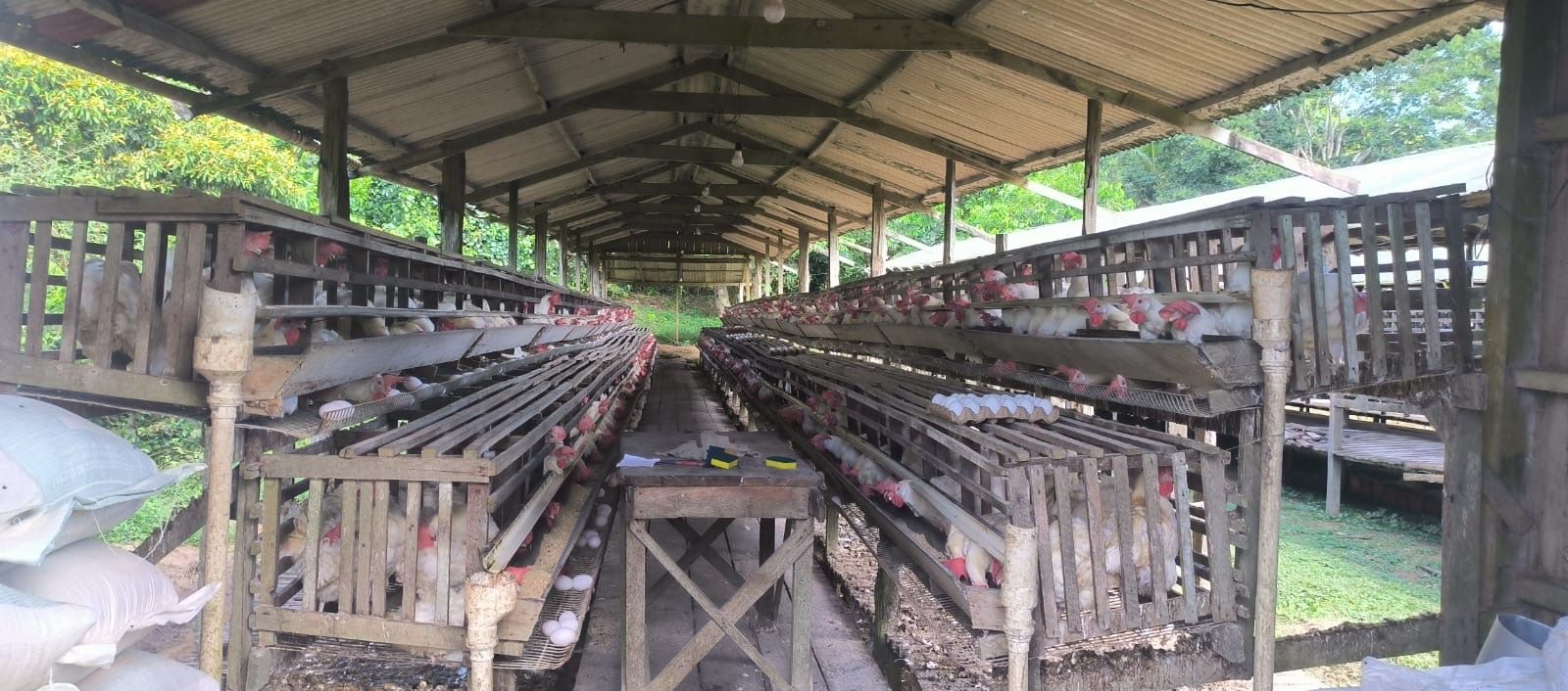 Falta de licença leva Ipaam a notificar seis granjas no Amazonas