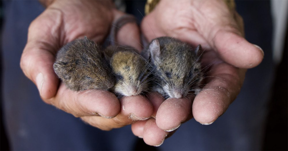 Pesquisadores investigam fauna do Rio Jutaí na floresta amazônica