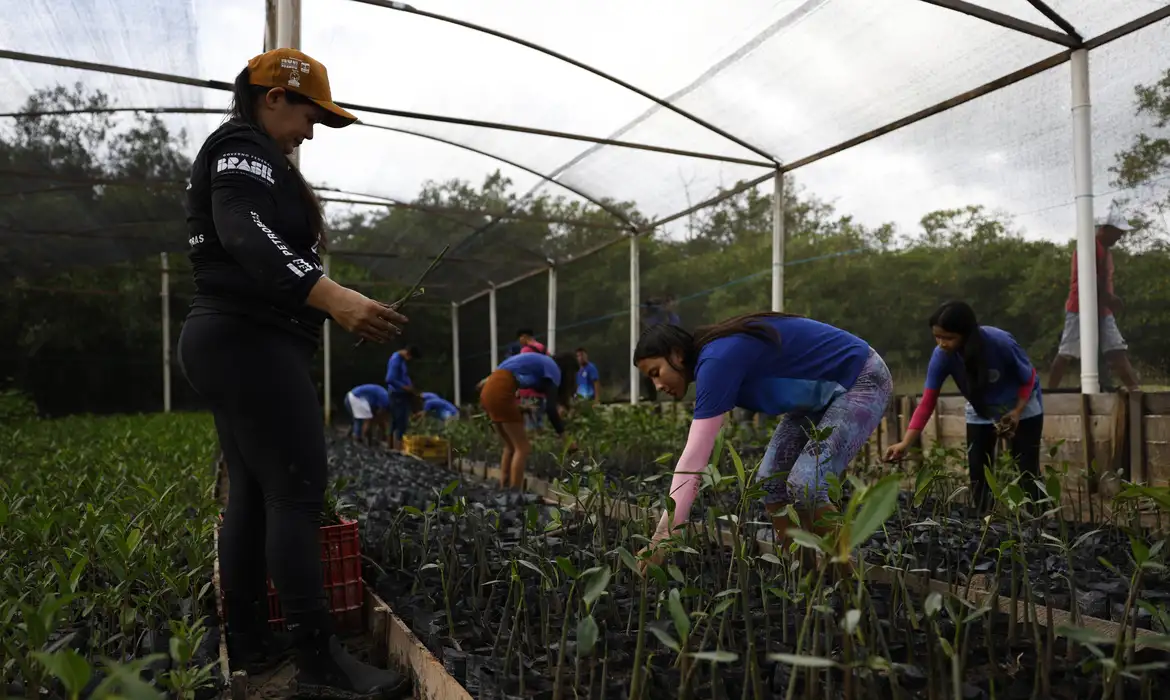 Parceria protege mangues amazônicos com ciência e comunidades