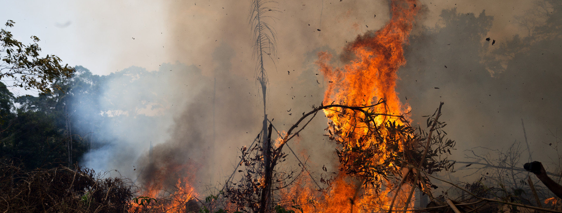 MP do Amazonas anuncia força-tarefa contra desmatamento e incêndios