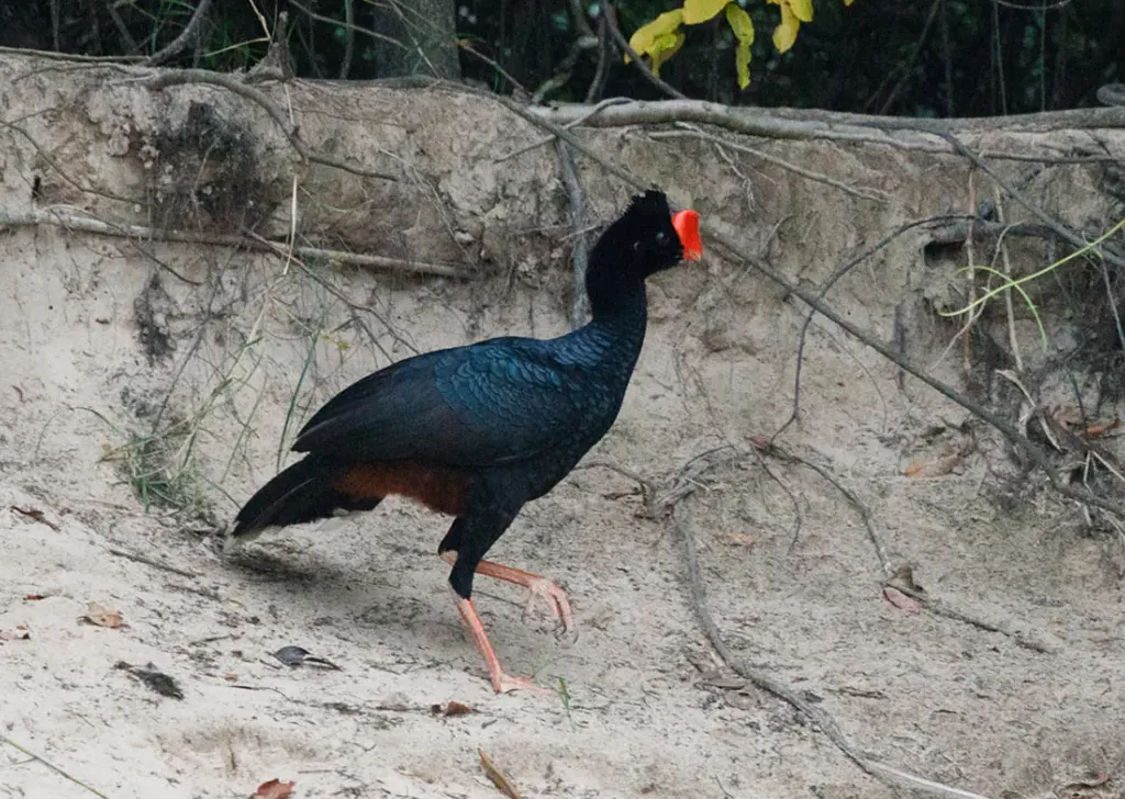 Parque no Pará fecha após morte de ave com suspeita de gripe aviária