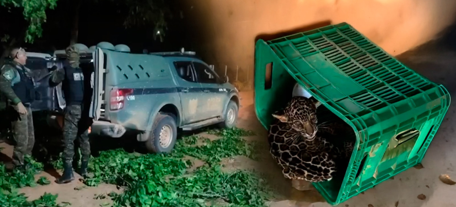 Filhote de onça-pintada é resgatado pela polícia ambiental de Roraima