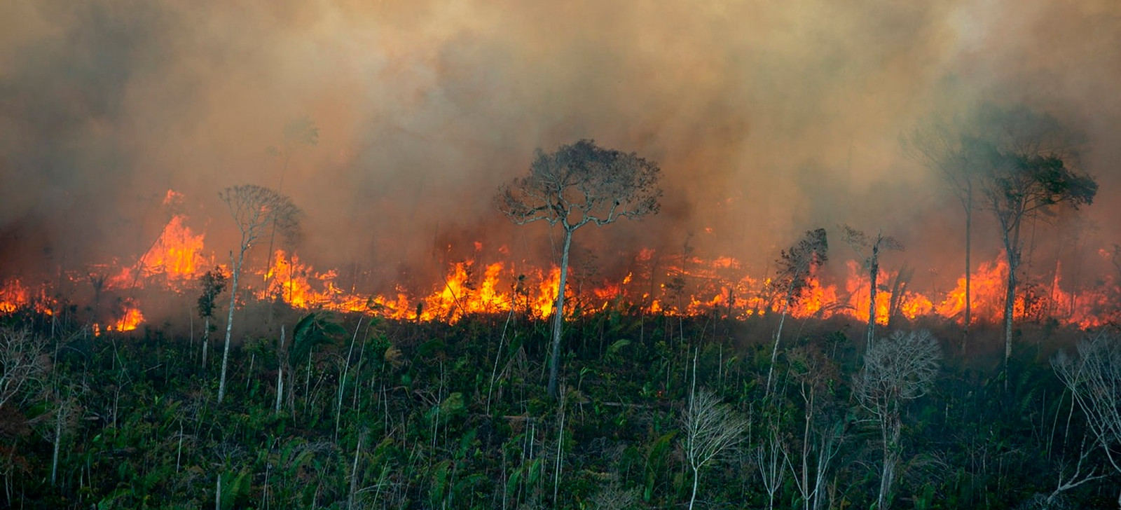 Desmatamento cresce mais de 90% na Amazônia impulsionado por queimadas