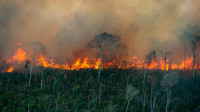 Desmatamento cresce mais de 90% na Amazônia impulsionado por queimadas