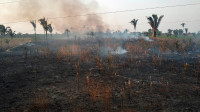 Desmatamento cresce pela 1ª vez em áreas de floresta primária da Amazônia