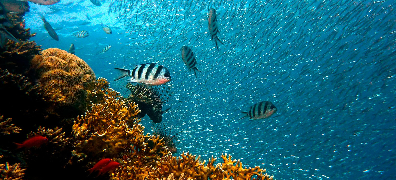 Acidez oceânica rompe limite da Terra e ameaça ecossistemas