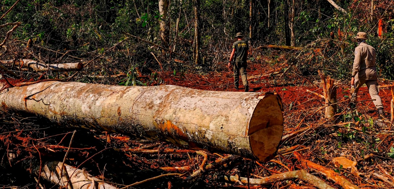 Nove Estados do Brasil registraram mais de 41 mil crimes ambientais