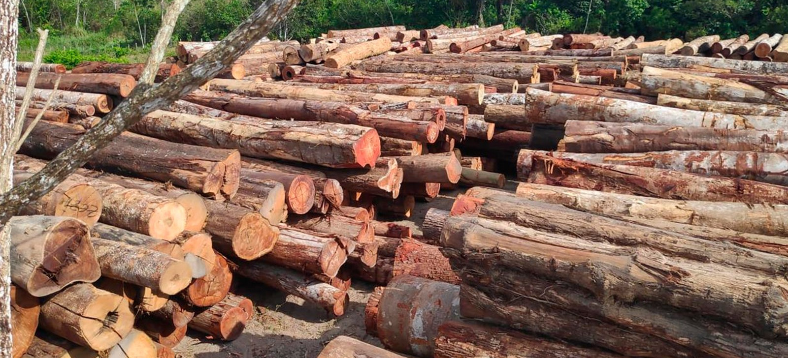 MPF pede paralisação de retirada de madeira em assentamento no Amapá