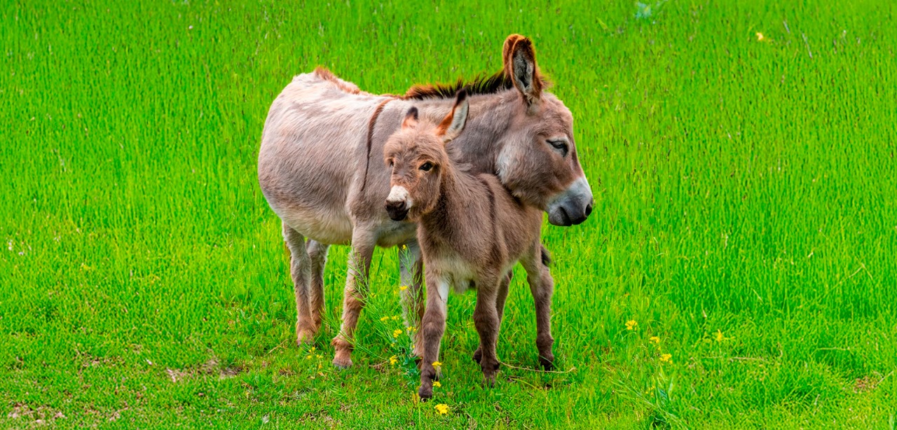 Colágeno exportado à China ameaça jumento brasileiro de extinção
