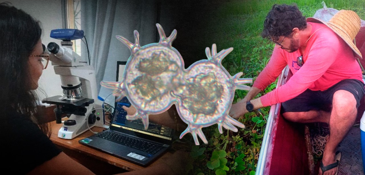 Cientistas descobrem 200 espécies de microalgas no interior do Amazonas