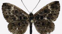 Nova borboleta da Amazônia revela rara aliança com formigas