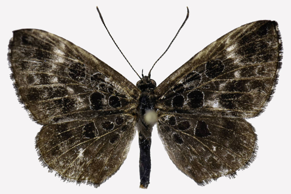 Nova borboleta da Amazônia revela rara aliança com formigas