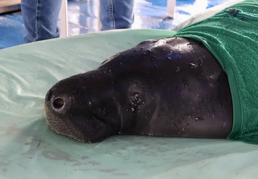 Peixes-boi reabilitados são devolvidos à natureza no Oeste do Pará